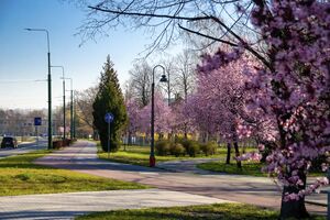 Park Sielecki, Sosnowiec, 3 Maja street.jpg