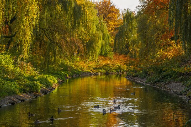 Plik:Park Sielecki Przemsza Sosnowiec Jesień.jpg