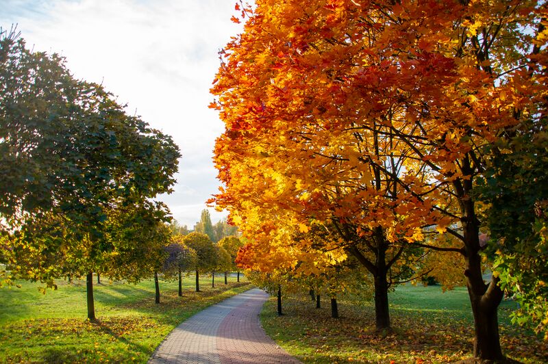 Plik:Park Środula, Sosnowiec - 10.jpg