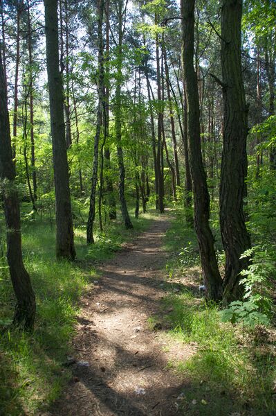 Plik:Rybaczowka Sosnowiec582.jpg